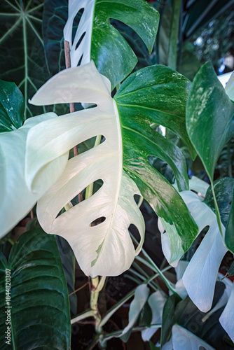Monstera deliciosa cv. Albo Variegata, Araceae. Very rare indoor ornamental plant
