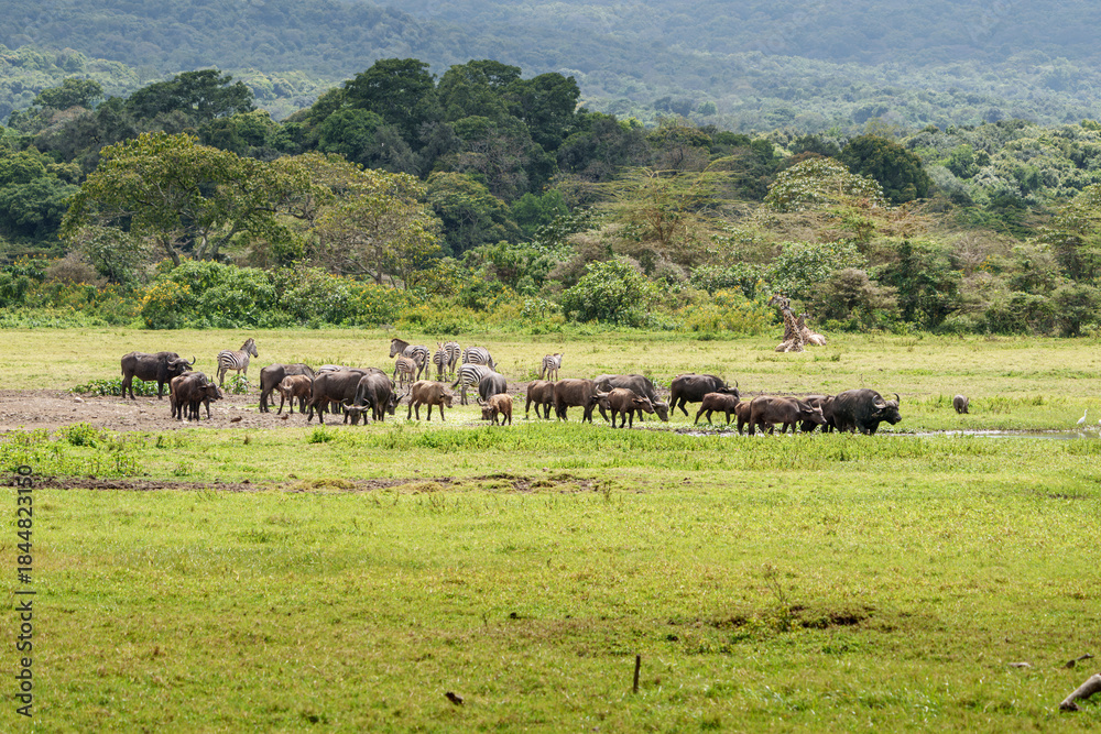 Obraz premium Typical African landscape with herds of buffalo and zebra with family of giraffe sitting in background.