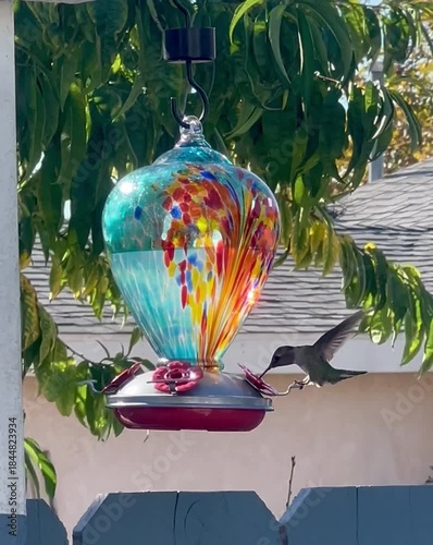 Hummingbird drinking nectar from backyard feeder