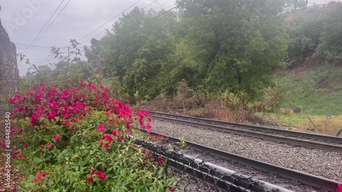 Foggy railroad tracks framed by pink bougainvillea flowers