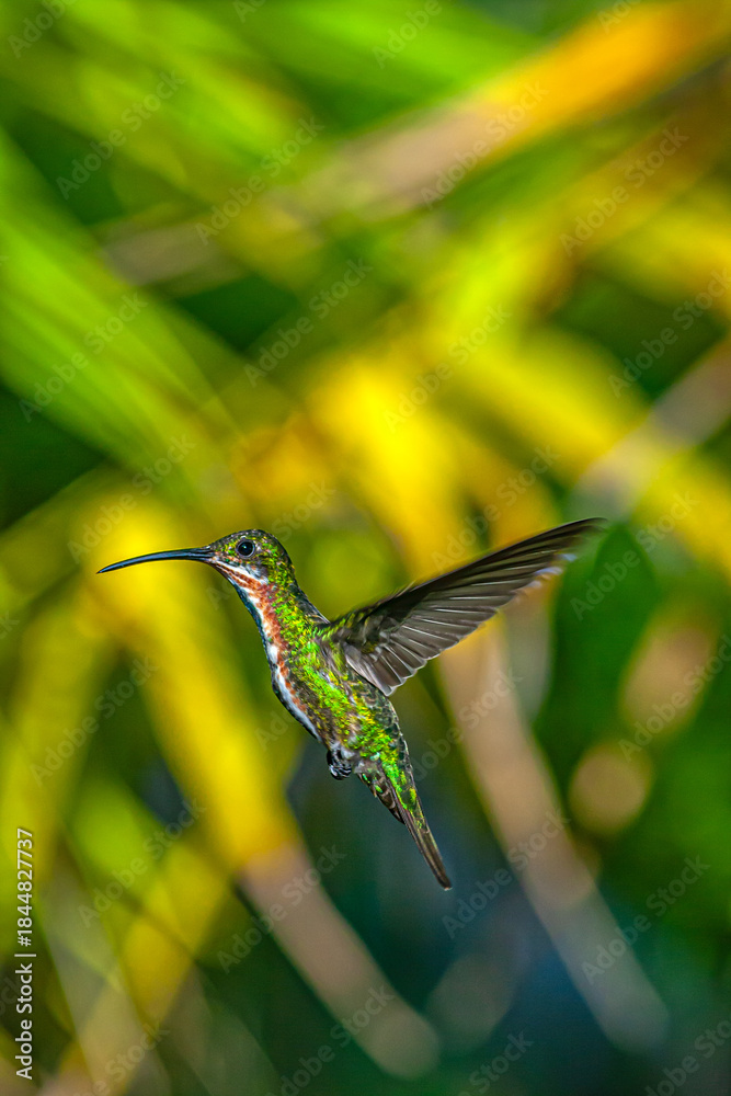 Obraz premium blue-chinned sapphire or blue-chinned emerald ,Chlorestes notata