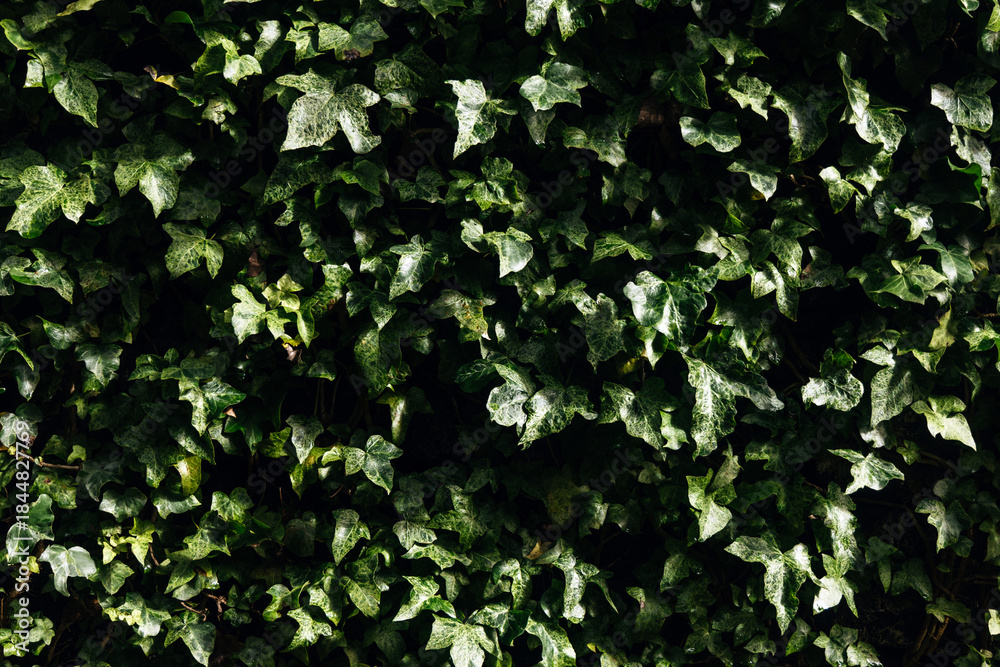 Fototapeta premium Lush green ivy leaves densely cover a textured wall, creating a vibrant natural backdrop that enhances the beauty of outdoor spaces and adds depth to any design project