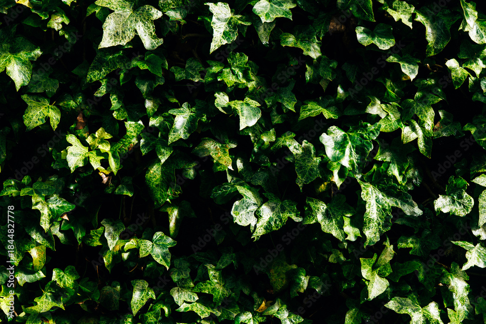 Fototapeta premium Lush green ivy leaves create a vibrant natural backdrop, showcasing intricate textures and patterns, ideal for nature-themed projects and environmental concepts with copy space