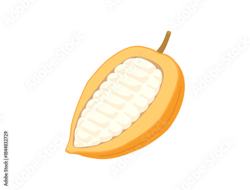 カカオの実・カカオポッドとカカオパルプをイメージしたイラスト