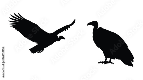 Two vultures in flight and perched a distinct black silhouette