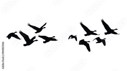 A flock of birds in flight against a white backdrop silhouette