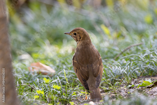Canvas Print Song Thrush (Turdus philomelos) - Common in woods parks and gardens across Irela