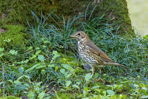 Canvas Print Song Thrush (Turdus philomelos) - Common in woods parks and gardens across Irela