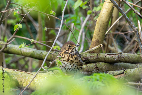 Photography Song Thrush (Turdus philomelos) - Common in woods parks and gardens across Irela