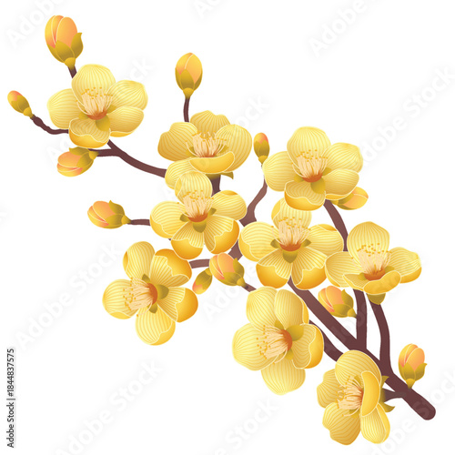 Apricot blossom branch isolated on white background