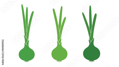 Three green onions with bulb bases a striking plant silhouette