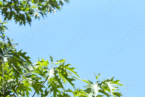 Oak tree branches with gree...