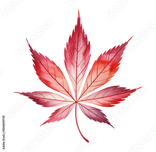 Vibrant Watercolor Japanese Maple Leaf in Autumn Red-Pink Shades, Five Serrated Lobes & Veins, Isolated on Transparent and White Background