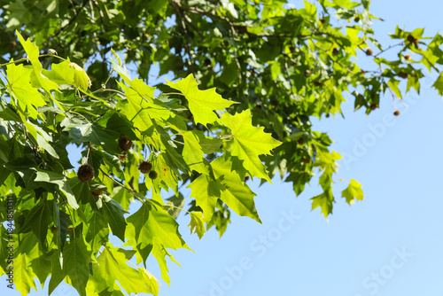 Schilderij op canvas Beautiful green leaves on sycamore tree outdoors, closeup