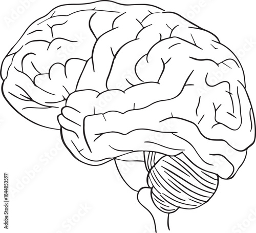 Human Brain Line Art Illustration – Anatomy and Mind Concept Drawing