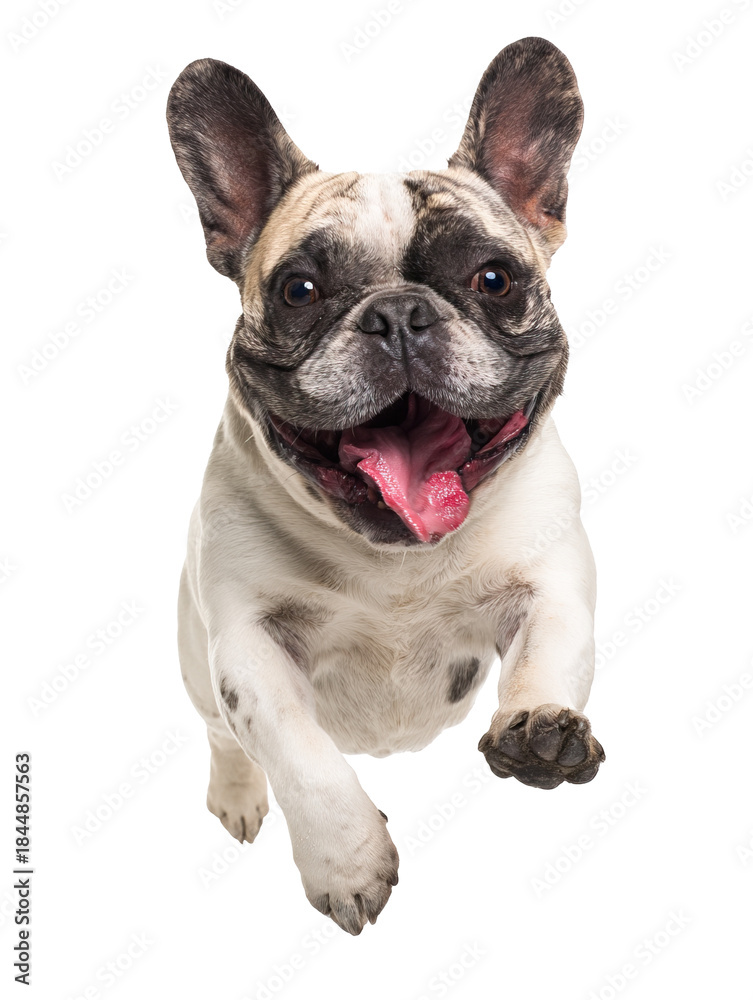 Fototapeta premium Playful funny French bulldog pet dog jumping isolated PNG cutout, transparent background. Active happy healthy doggy playing, good boy