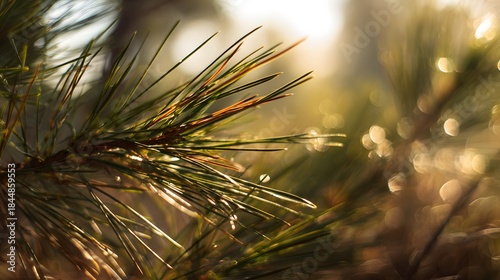 Close up of pine needles with morning dew and sunlight.
