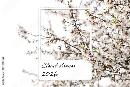 Blossoming tree branches ag...