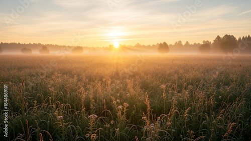 Golden Sunrise Over a Misty Meadow - A Serene Landscape.