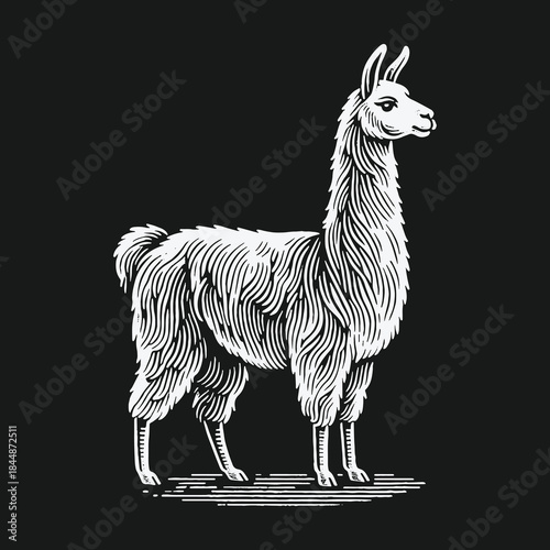 Vintage Llama Engraving Style Illustration on Black Background.