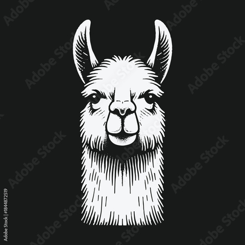 Black and white vintage engraving style llama head illustration.