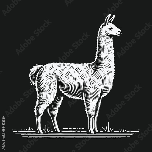 Elegant llama illustration in a vintage engraving style on a black background.