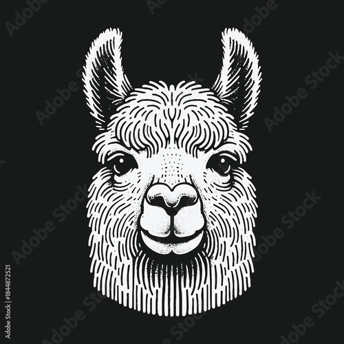 Monochrome llama head portrait in a vintage engraving style.