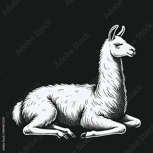 Hand drawn vintage engraving style illustration of a sitting llama.