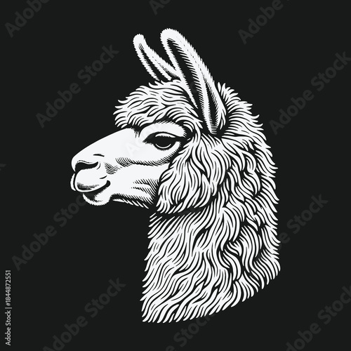 Llama head profile in a vintage hand drawn engraving style.