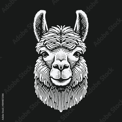 Monochrome hand drawn llama head vector illustration on black background.