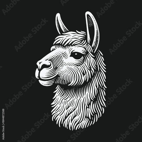 Detailed llama head illustration in classic woodcut style.