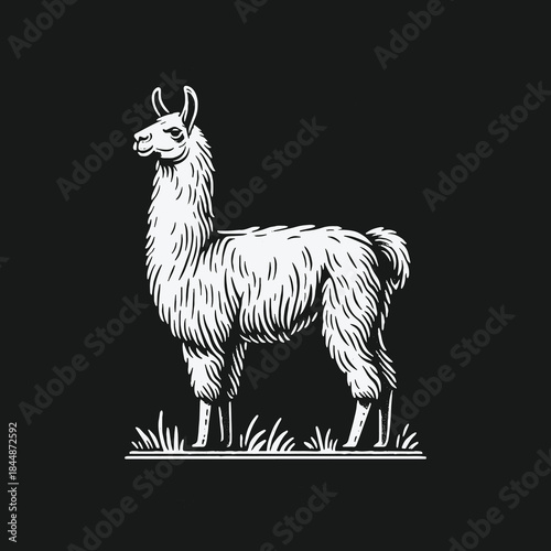 Hand drawn vintage style llama illustration on black background.