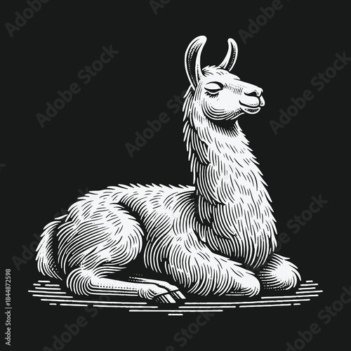 Serene Llama Resting in a Vintage Engraving Style Illustration.