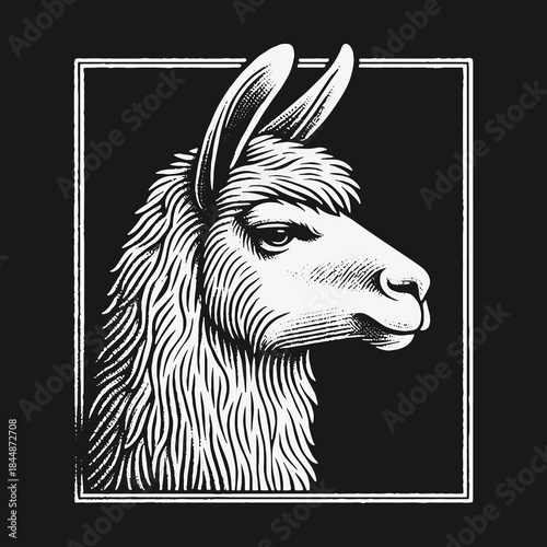 Vintage engraving style llama head portrait illustration.