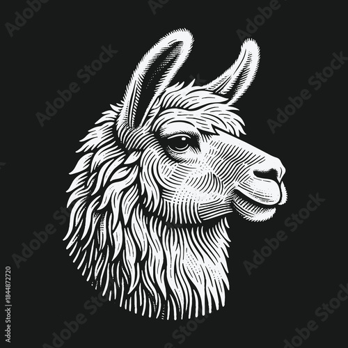Llama head portrait in a vintage black and white woodcut style.
