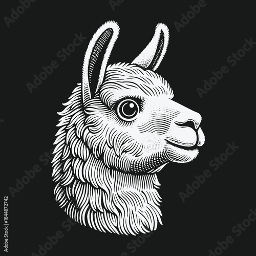 Hand drawn llama head illustration in a vintage engraving style.
