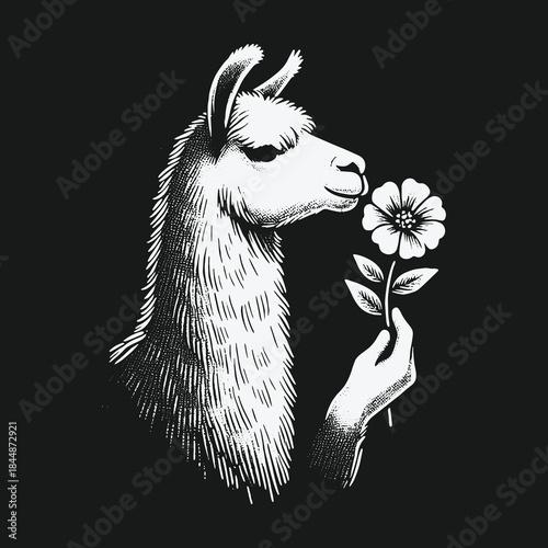 Black and white vintage illustration of a llama smelling a flower held by a human hand.