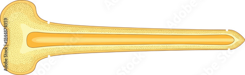 Detailed Vector Diagram of Medullary Cavity, Spongy Bone, and Compact Bone for Biology Education