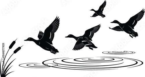 Flying ducks silhouette, wetland ripples, nature scene, black and white illustration, wildlife motion, water reflection, cattails, bird flight, peaceful habitat