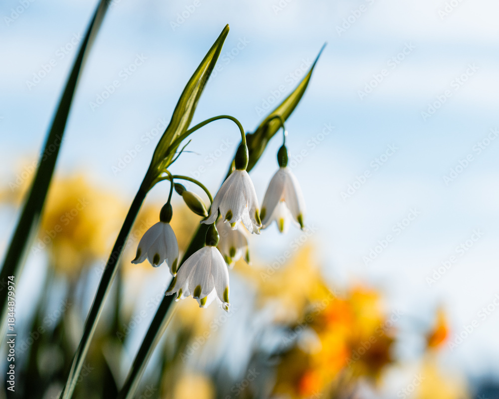 Obraz premium Spring snowflake - pair of blossoms Leucojum vernum white flowers with blurry background