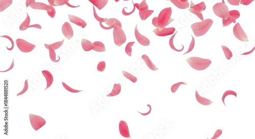 Romantic pink rose petals falling gracefully, perfect for a transparent png overlay, symbolizing love and festive joy for various design projects