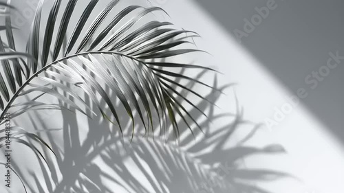 Subtle Silhouette of a Palm Leaf Casting Shadows on a Light Background