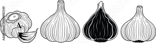 Hand Drawn Garlic Bulb and Clove Set Vector Illustration in Sketch and Silhouette Style for Food Design