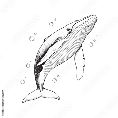 Hand drawn black and white illustration of a humpback whale swimming upward with bubbles. Vintage tattoo style ink sketch of a giant marine mammal isolated on a neutral background