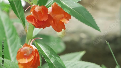 Striking Orange flowers in full bloom  a natures spectacle