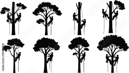 Professional arborists climbing tall trees using safety ropes and harness equipment, detailed silhouette vector illustration showing tree maintenance, pruning work, teamwork,