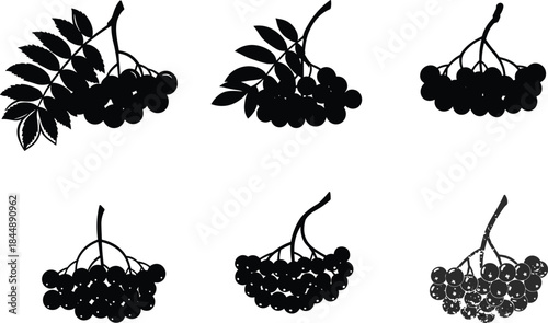 Berry cluster silhouette, botanical vector illustration, black fruit graphic, leaf and stem design, nature element, plant outline, garden theme, herbal sketch, foliage concept