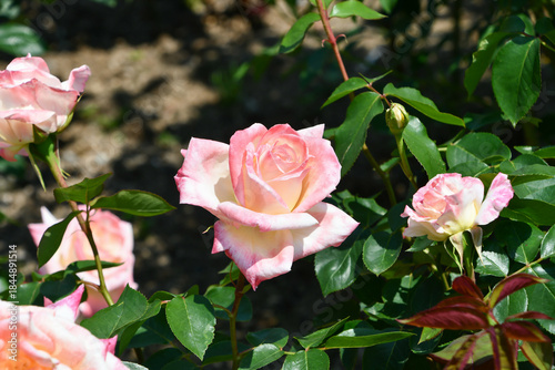 Slika na platnu バラ「ダイアナ・プリンセス・オブ・ウェールズ」　Rose ‘Diana, Princess of Wales’