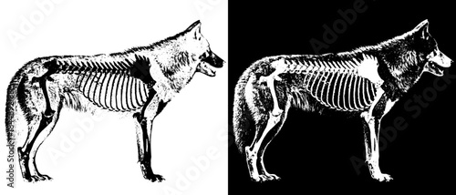 Vintage Wolf Skeleton Engraving, Inverted Black White Xerography Vector on Transparent Background