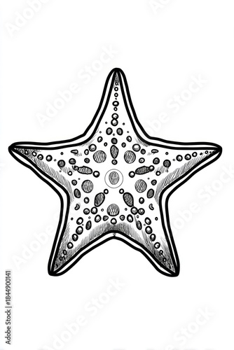 Black and white illustration of a starfish, top-down view, centered